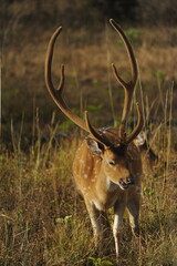 deer in the forest