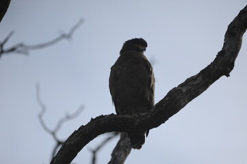 blackbird on a branch