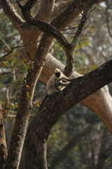 Obraz premium baboons in a road