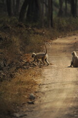 langur on the street