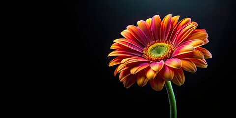 Vibrant flower contrasted against black background, Floral, Dark, Contrast, Bloom, Petals, Impressive, Nature
