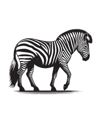 zebra vector art,graphics zebras icons set,vintage illustration zebra clipart,vector zebras flat style artwork design