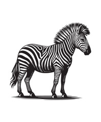 zebra vector art,graphics zebras icons set,vintage illustration zebra clipart,vector zebras flat style artwork design