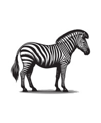 zebra vector art,graphics zebras icons set,vintage illustration zebra clipart,vector zebras flat style artwork design