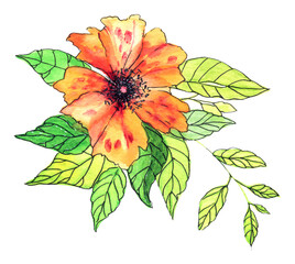 Grande fiore color arancio , illustrazione ad acquerello isolata