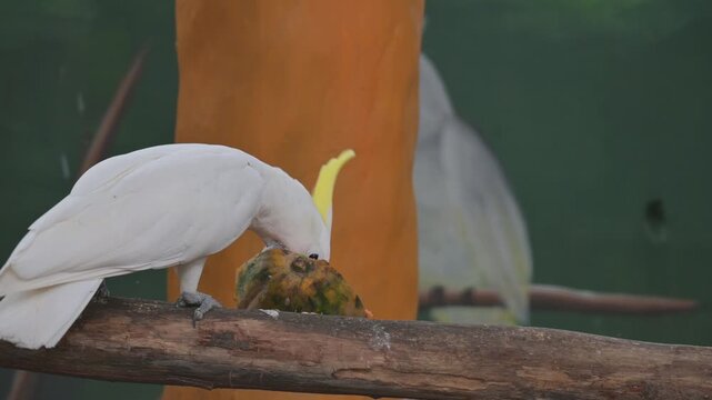 portrait of a white parrot