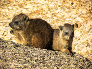 A small crèche of baby rock hydraxes (Procavia Capensis) on a rock basking in the late afternoon sunlight