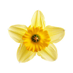 A Single Yellow Daffodil