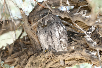 Spotted Eagle-owl (Bubo africanus) fast asleep in a tree in a dry riverbed, Kgalagadi Reserve, South Africa