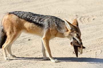Black-backed jackal in the Kgalagadi Reserve, Kalahari, South Africa