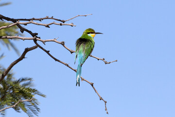 Swallow-tailed bee-eater (Merops hirundineus) in Nossob Camp, Kgalagadi, South Africa