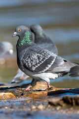 Pigeons Located in Victoria, Australia 