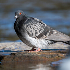 Pigeons Located in Victoria, Australia 
