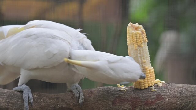 portrait of a white parrot