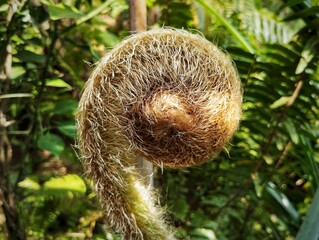 Close-up giant tropical hairy fern tendrils growing in the jungle