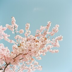 photograph of a lush blooming cherry blossom tree with delicate pale pink petals cascading against a cloudless cerulean sky captured with a professional grade DSLR crisp sharp