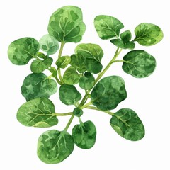 Watercress, small green leaves, delicate texture, watercolor style, isolated on white background