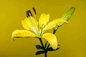 Blooming yellow lily on a yellow background