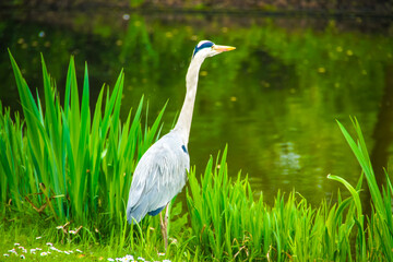 Winding canals lined with colorful houses in Amsterdam. A vibrant city rich in history and culture. Peaceful houseboats bob on gentle waters.  Perhaps a romantic getaway or a house hunting adventure.