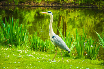 A long-necked grey heron with a sharp beak stands patiently in tall green grass by a peaceful pond in Amsterdam. Likely searching for fish, this wading bird exemplifies the quiet focus of nature's