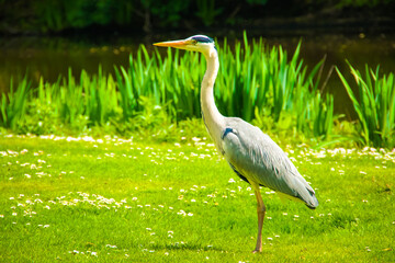 A heron stands in a lush green field beside a river in Amsterdam, likely waiting patiently to hunt for fish or other prey in the water.