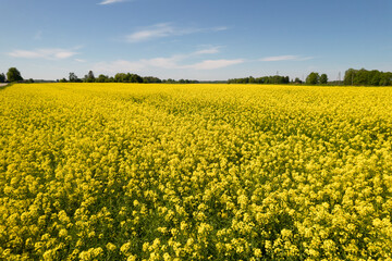 Fototapeta premium Vast Canola Field Under Clear Blue Sky on a Sunny Day
