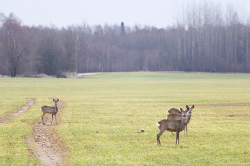 a family of deer on the field