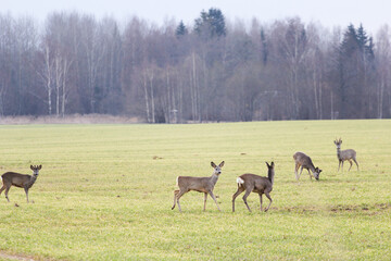 a family of deer on the field