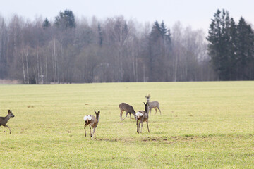 a family of deer on the field