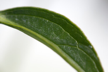 Close-Up of Green Leaf with Detailed Veins and Texture
