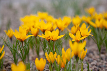 Obraz premium Lots of beautiful crocuses in the greenhouse