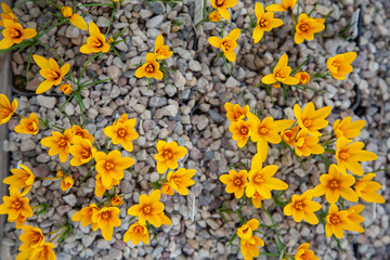 Lots of beautiful crocuses in the greenhouse