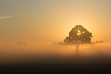 Oak and mist in early summer morning. Nature background