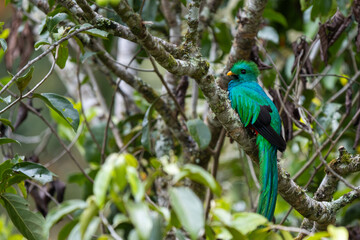 Male Resplendent Quetzal (Pharomachrus mocinno) perched on a branch , Costa Rica