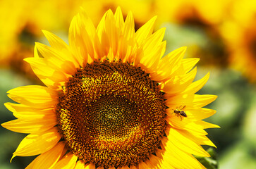 Obraz premium Yellow honey bee hovering in front of sunflower, yellow honey bee on sunflower macro photography. 
