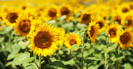 Yellow sunflowers grow in the field. Agricultural crops.