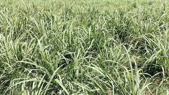 Sugarcane crop in early stage agriculture field rural scene gana ganna, kamad ki fasal, canne sucre video zuckerrohr footage 