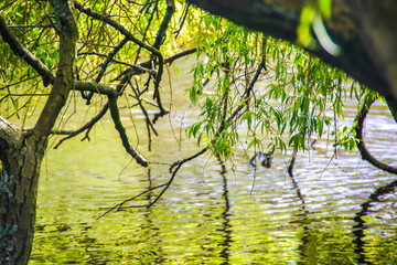 A lush green canopy of leaves from a tree branch stretches across a still lake in Amsterdam, brushing the water's surface. The peaceful scene by the water offers a tranquil escape in nature, a