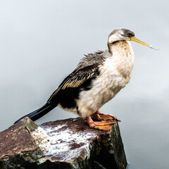 australisian darter austraian darter in victoria Australia