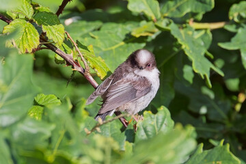 Long-tailed Tit (Aegithalos caudatus), juvenile in a hedge, Cornwall, UK.