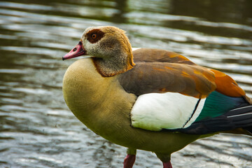 A colorful bird with a long neck wades in the water in Amsterdam. While the exact species is difficult to determine from this description, it could be a duck, goose, or even a swan.