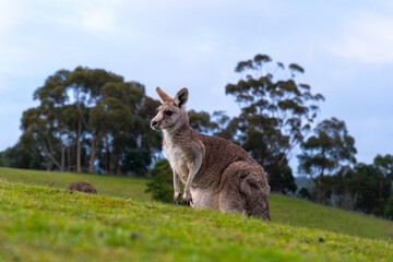 Eastern grey kangaroo in Victoria, Australia