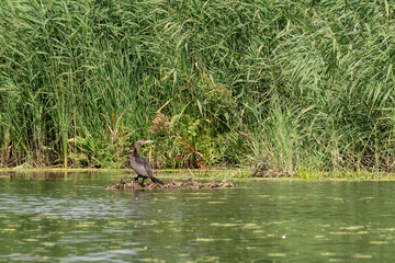 A cormorant in the wild on a small island in the middle of a river and reeds.
