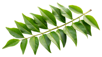 Healthy spice Curry leaves on transparent background
