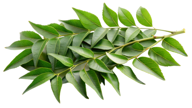 Healthy spice Curry leaves on white or transparent background