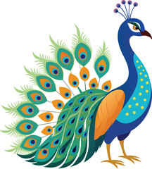 Fototapeta premium A Vector Drawing of A Beautiful peacock 