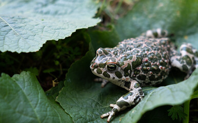 The European green toad (Bufotes viridis), Crimea