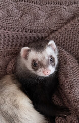 The cute ferret rest on bed