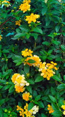 Fototapeta premium natural backgrounds, flower clusters 