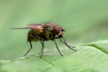 Fly, Brachycera